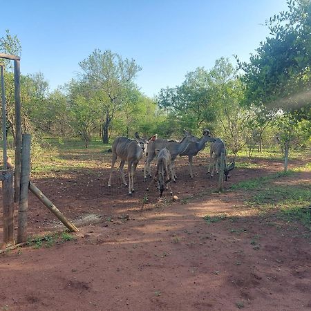 Call Of The Wild Lodge Hoedspruit Exteriör bild