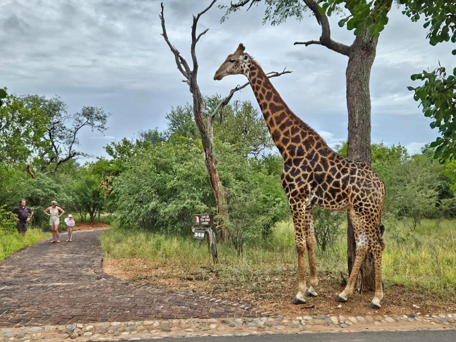 Call Of The Wild Lodge Hoedspruit Exteriör bild