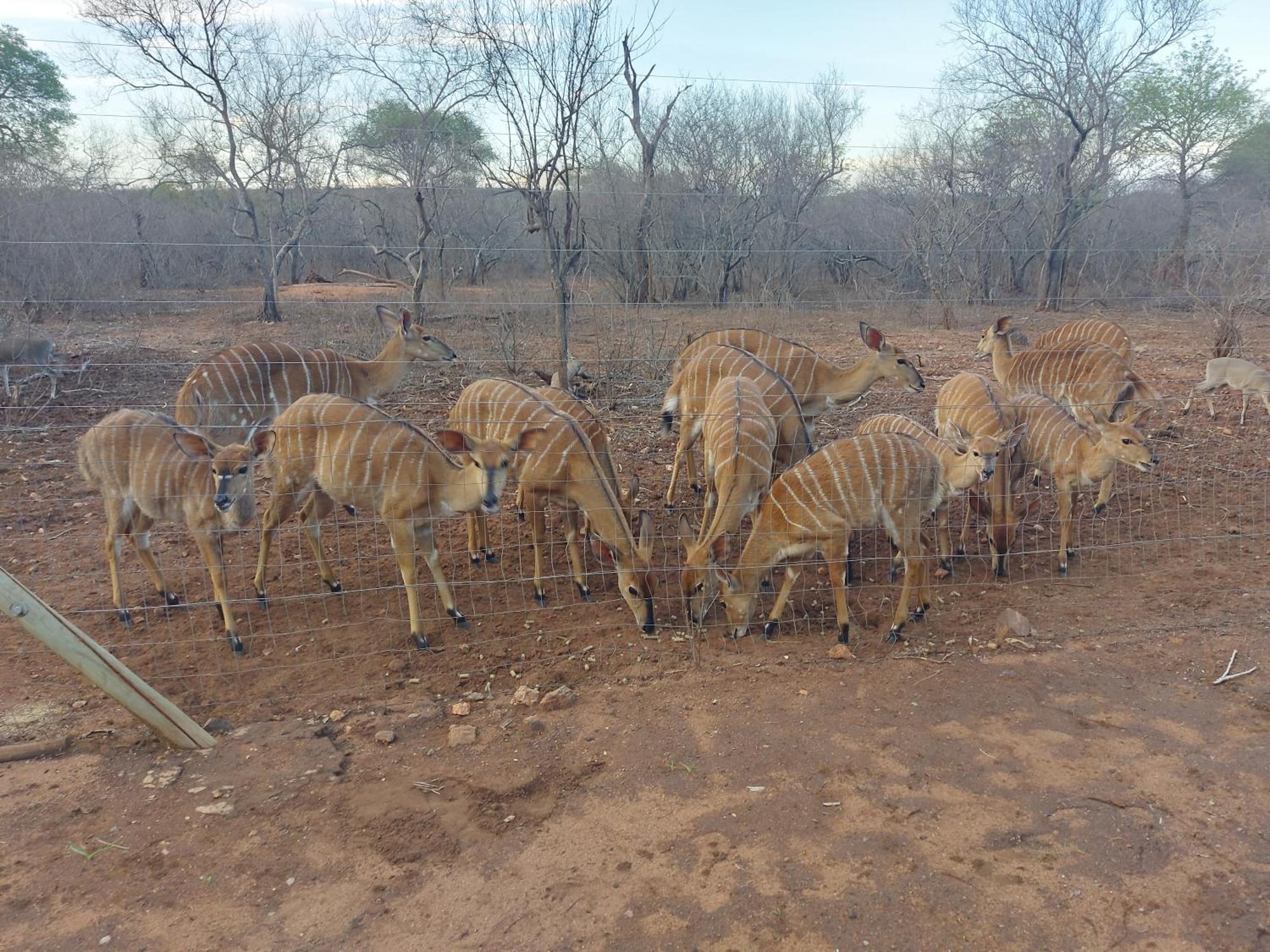 Call Of The Wild Lodge Hoedspruit Exteriör bild