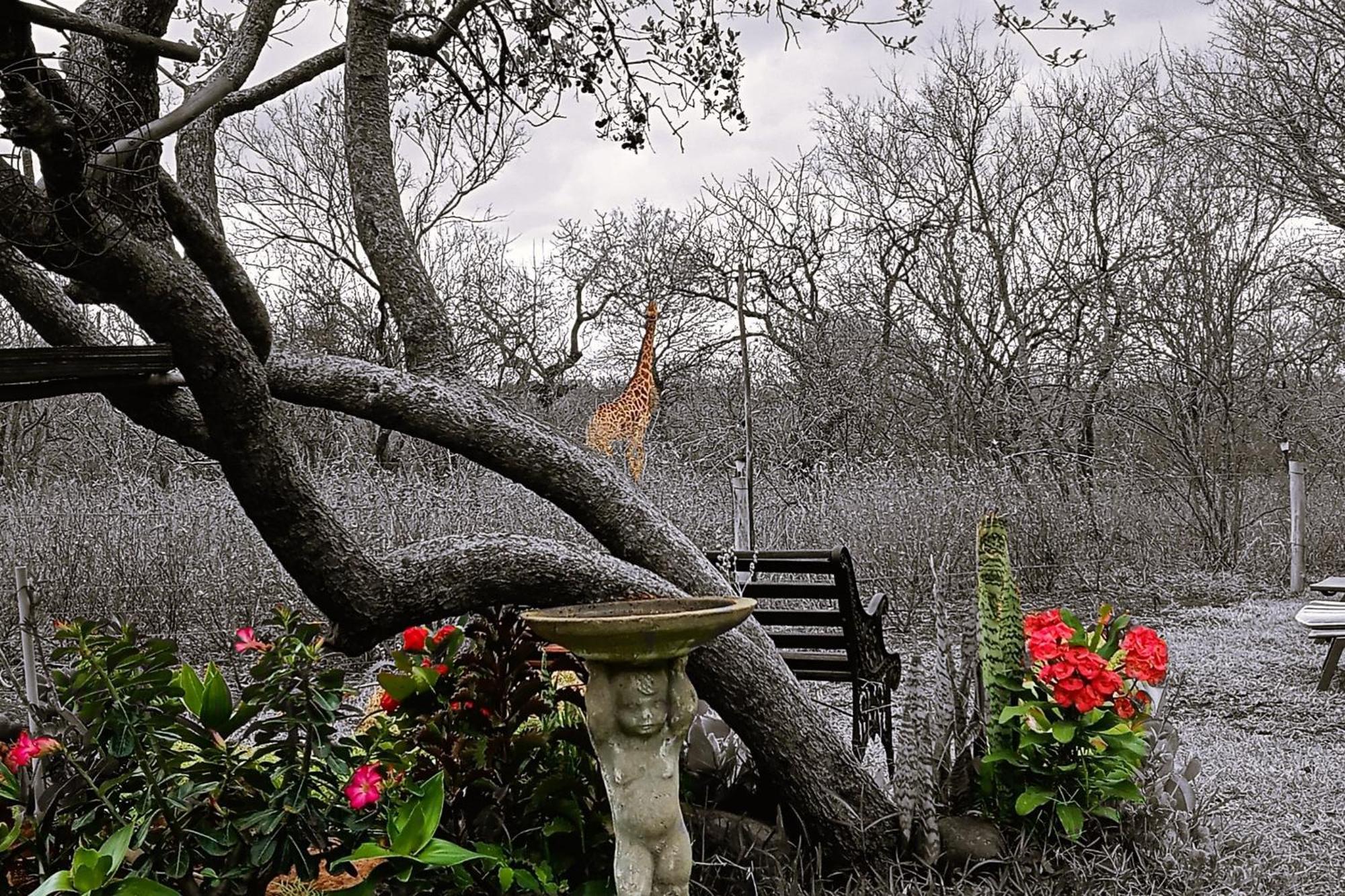 Call Of The Wild Lodge Hoedspruit Exteriör bild